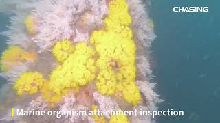 Brazil Pier Structure and Marine Terminal Evalulation | CHASING M2 PRO MAX | Application Case