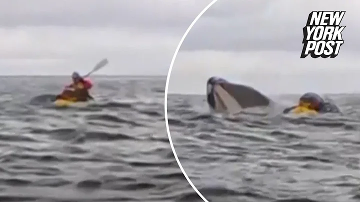 Kayaker gets swallowed by humpback whale before he’s spit back out, wild video shows