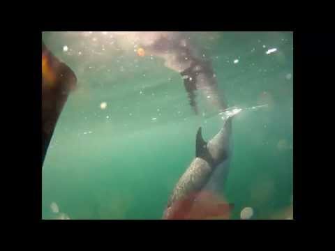 Video: Den Sjældneste Lyserøde Delfin Ramte Kameralinsen - Alternativ Visning