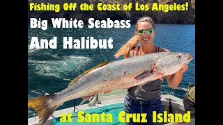 Fin Fetish Sportfishing: Halibut and Big White Seabass at Santa Cruz Island