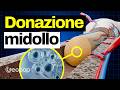 Donare il midollo osseo fa male? Come funzionano la donazione e il trapianto