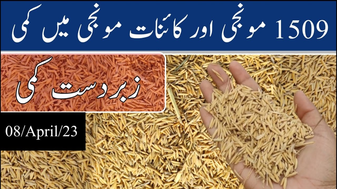 kainat-munji-ka-rate-1509-dhan-ka-rate