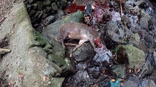 巨大猪また獲れた