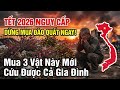 🔥NỔI DA GÀ! Tiên Tri Cận Tết: Đào Quất Mất Tiền Oan! Mua Ngay 3 Bảo Vật Này Để Rước Tài Lộc Tị Hung!