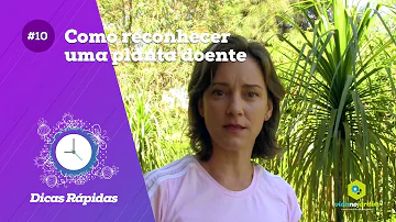 O que fazer quando a planta está doente?
