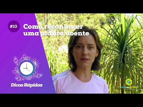 Vídeo: Doenças das cerejeiras - o que fazer quando uma cerejeira parece doente