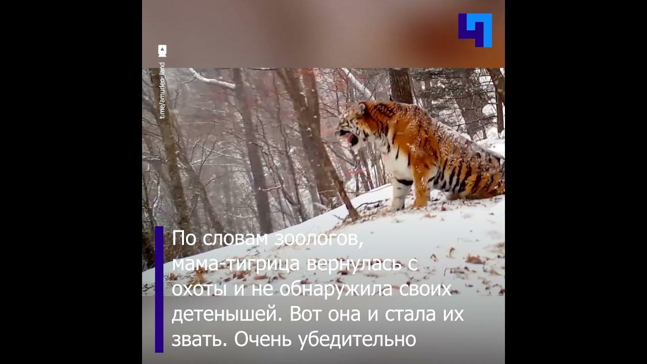 В Приморье фотоловушка запечатлела, как мама-тигрица зовет своих ...