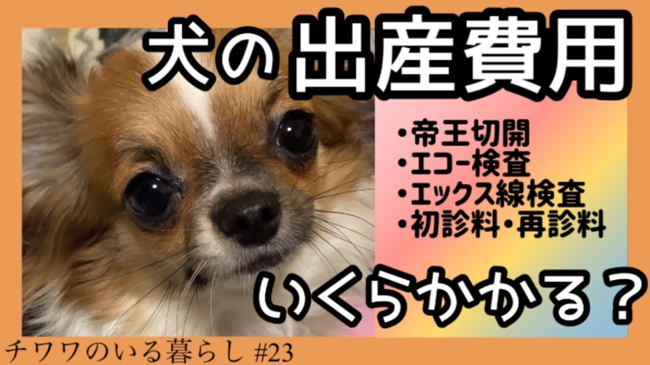 チワワの出産 帝王切開など病院にかかったリアルな費用がこちら チワワのいる暮らし 23 Youtube チワワの出産 帝王切開など病院にかかったリアルな費用がこちら チワワのいる暮らし 23 Youtube