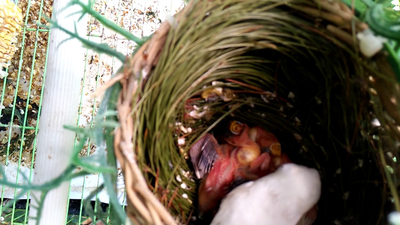 Emprit Jepang Mata Merah, sedang menyuapi anaknya 😉 fb : andik puji