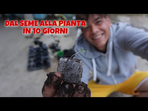 Video: Coltiviamo Piantine In Pastiglie Di Torba