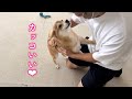 イケメンになって帰ってきたパパに抱きついて好きアピールする柴犬が可愛い