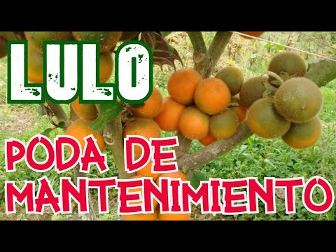 Video: Usos de la fruta naranjilla: consejos para usar la naranjilla del jardín