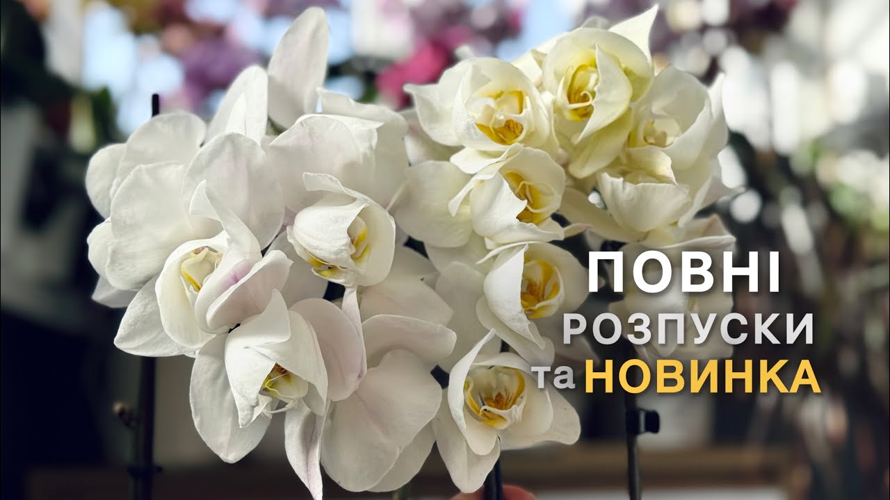 Весняне цвітіння і новинка🌷 #orchid #орхидея #орхідеї #цветущиеорхидеи #phalenopsiorchids