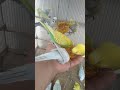 😳これ気づけたらレベル違う 👉 飼い主でも難しい