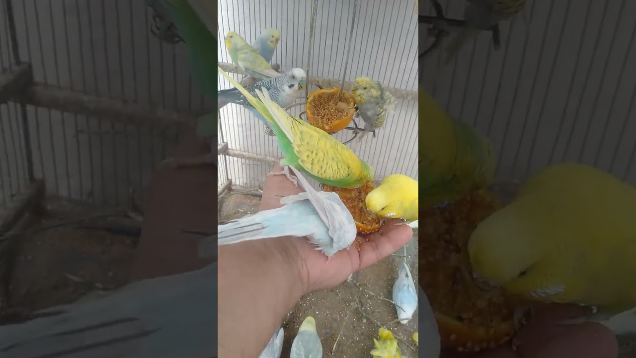 😳これ気づけたらレベル違う 👉 飼い主でも難しい