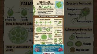 Reproduction in Algae #biologynotes