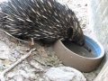 Two echidnas :)