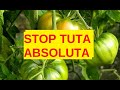 Tuta Absoluta metodo veramente efficace condividiamo per salvare il pomodoro senza rovinare il mondo