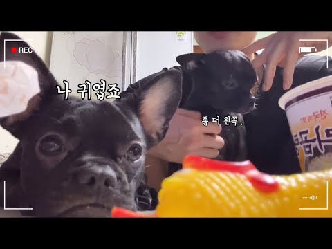 한입만 갱얼쥐 thumbnail