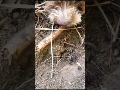 Tartufo Bianco Pregiato T Magnatum Pico Nature Dog Truffle Tartufo Trufflehunting