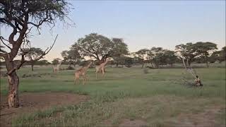 Namibia roadmovie, april 2024