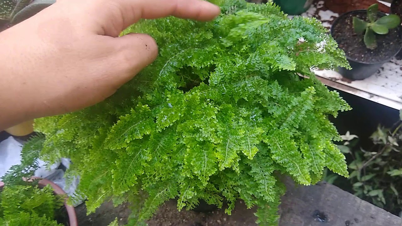 Como faço as mudinhas de mini samambaia havaiana