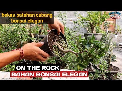 Video: Master Bonsai Termuda Amerika Berkembang Di Tanah Asli