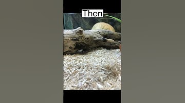 Now vs then my Stimson python #shorts