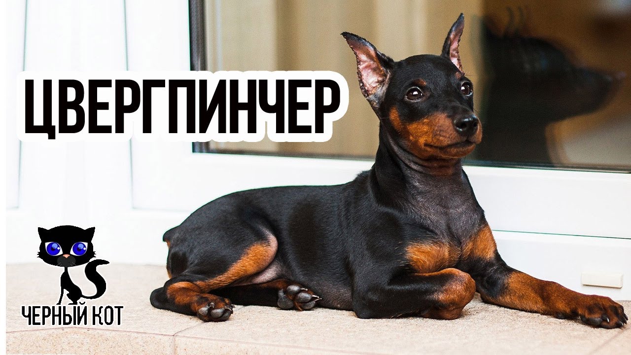отзывы о породе собак пинчер