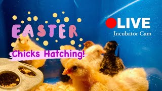 Incubator Cam! Our Chicks are HATCHING! 🐣