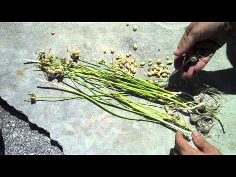 Video: Ar pieviniai česnakai yra valgomi – sužinokite, kaip valgyti laukinių pievų česnakų augalus