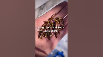 How to make Poplar bud oil. Native trees of North America and their medicinal uses.