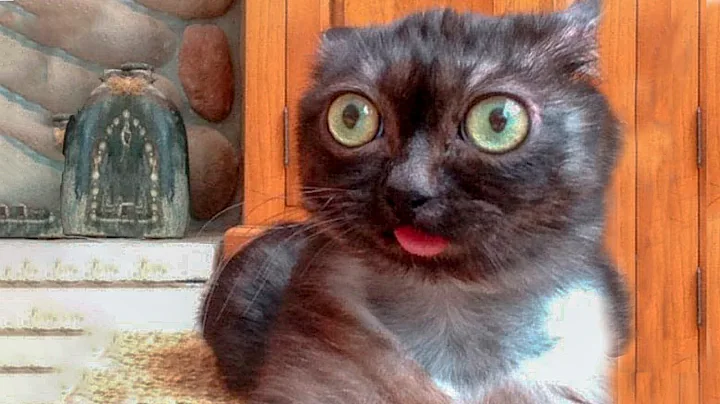 Video 2081081: hilarious cat compilation, hilarious cat show, amazing feline, best funny cat