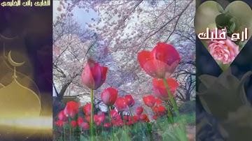 تلاوة مؤثرة جدا🍃اجمل حالات وتس♥️ارح سمعك 🎧القارئ راتب الخليدي