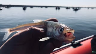 Рыбалка на Корюшку с Лодки. Финский Залив. Дамба Юг Морская Сторона.