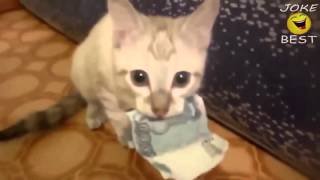 Самые смешные кошки 2016 #12 Самые смешные кошки 2016 #12