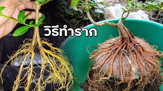 วิธีปลูกบอนไซ สร้างรากรอบ ชำให้ติดและรากมาเต็ม How to create root