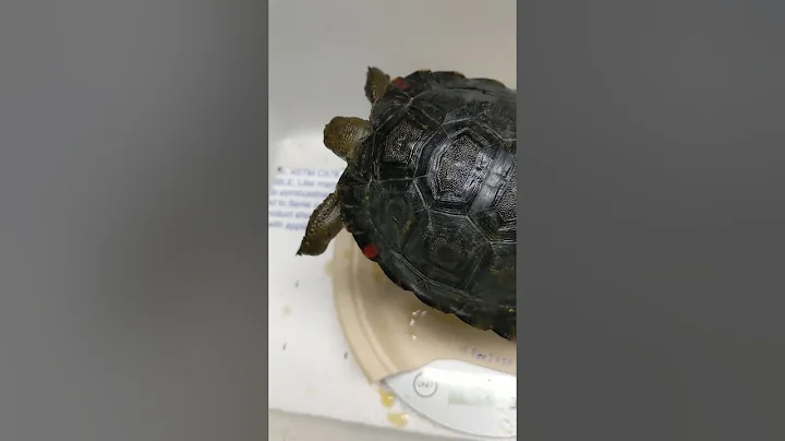 Galapagos tortoise weigh-in.