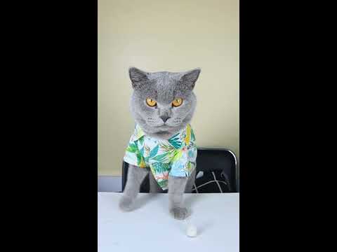 Did You WASTE Food Today?🍦🍦😺 #funnycat #catsoftiktok #shorts - YouTube