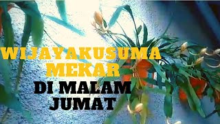 BUNGA WIJAYA KUSUMA MEKAR DI MALAM JUM'AT | BUNGA LANGKA