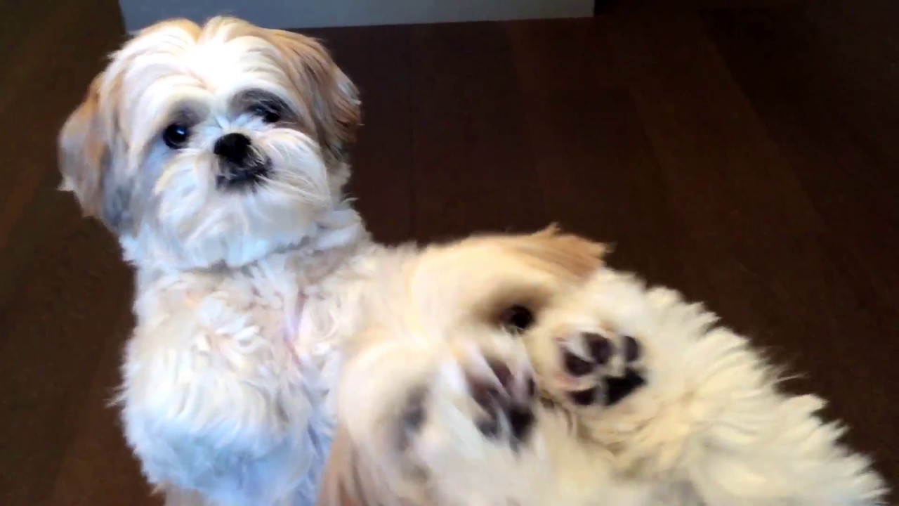 shih tzu] Happy New Year! - YouTube