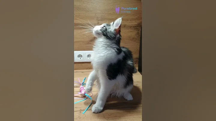 Watch the video about Meet Albina