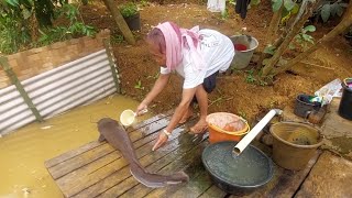 PEMINDAHAN BIMO KE KOLAM BARU || Dulu sebesar ibu jari sekarang sudah sebesar ini