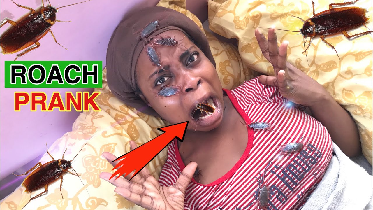 HILARIOUS COCKROACH PRANK ON GIRLFRIEND (EXTREMELY FUNNY ) - YouTube