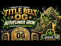 4x2 AUTOFLOWER TENT UPDATE FT. TITLE BELT OG PHENOS 1&2 AUTOFLOWERS
