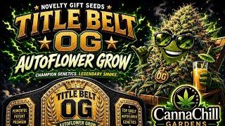 4x2 AUTOFLOWER TENT UPDATE FT. TITLE BELT OG PHENOS 1&2 AUTOFLOWERS