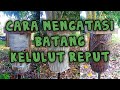 Tips  cara mengatasi masalah log reput  simenfero