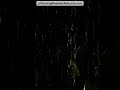 🌧️ Let Night Rain Quiet Your Mind | Dark Screen | Relax Study &amp; Beat Insomnia #shorts