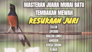 MASTERAN MURAI BATU JAWARA TERBAIK SEPANJANG MASA 100%TERBUKTI AMPUH BIKIN MURAI JADI BONGKAR MATERI