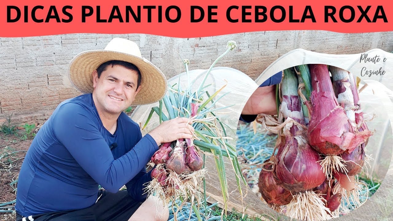 DICAS práticas para PLANTAR CEBOLA ROXA na sua HORTA!